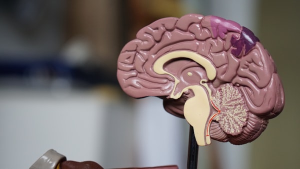Medical Animation