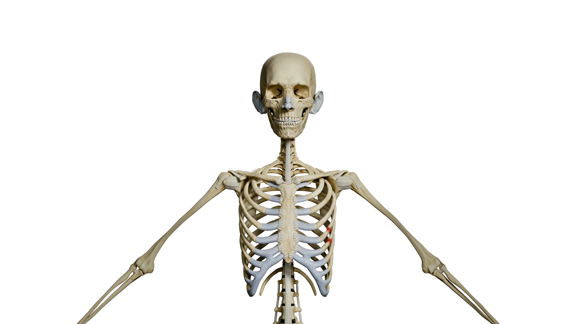 Skeletal anatomy showing the skull, spine and rib cage